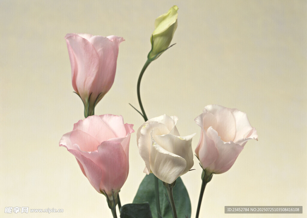 粉色白色洋桔梗插花