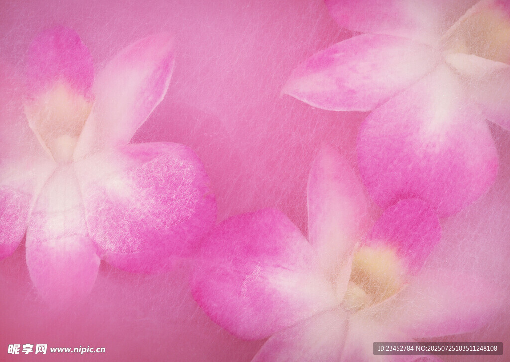 粉色娇艳兰花特写