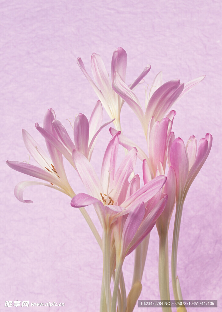 淡粉美丽风雨兰绽放