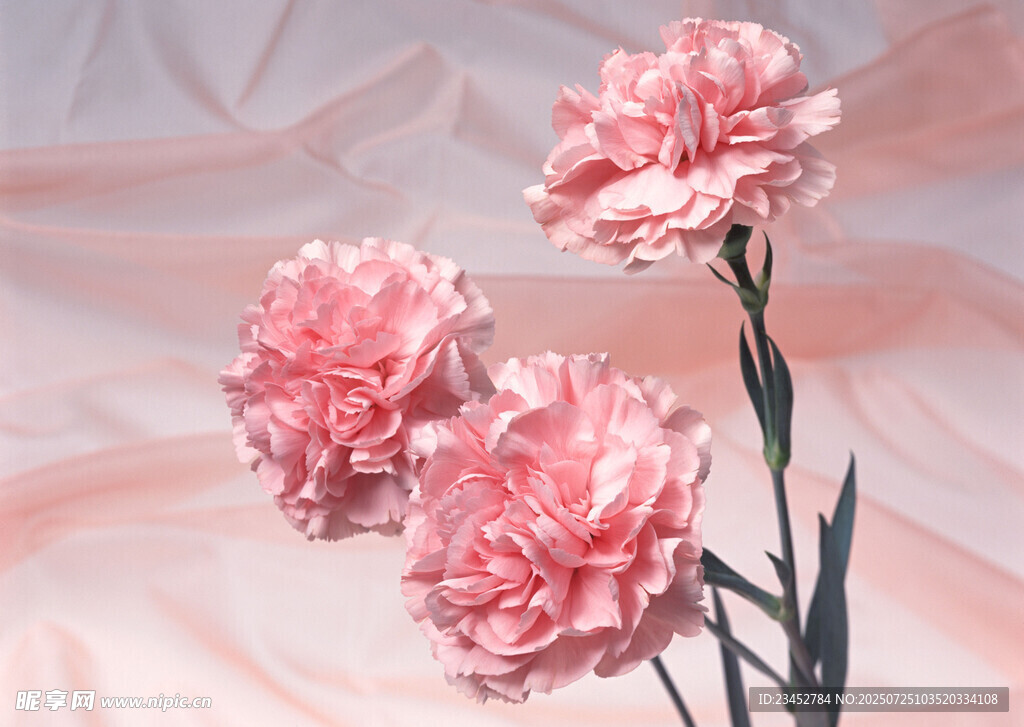 粉色康乃馨绽放