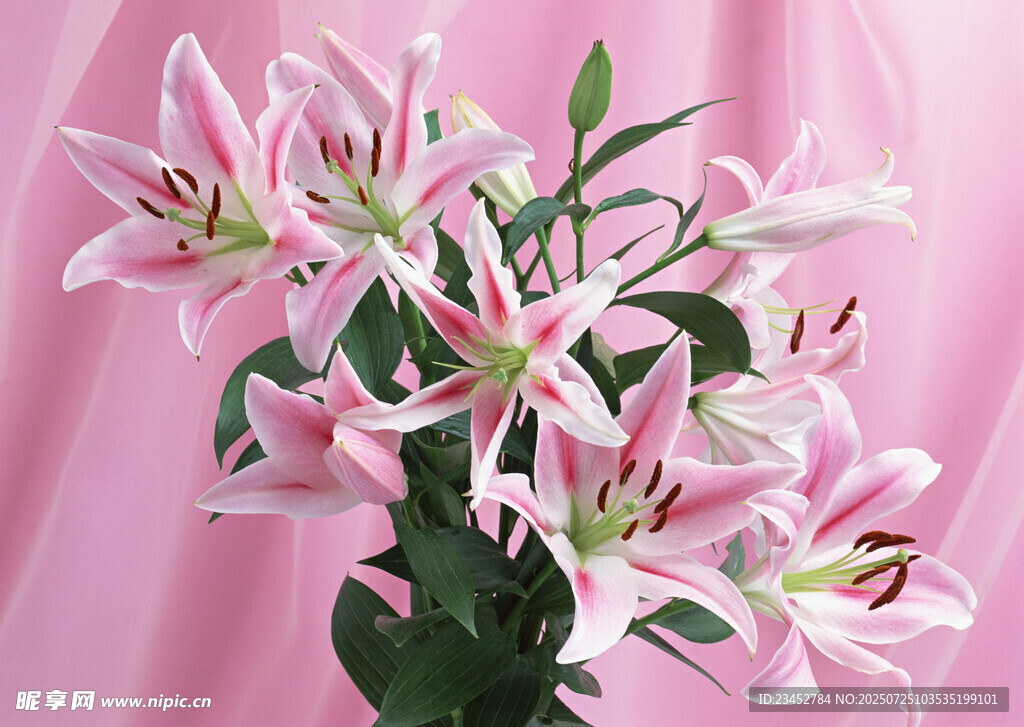 粉色百合花束  清新优雅