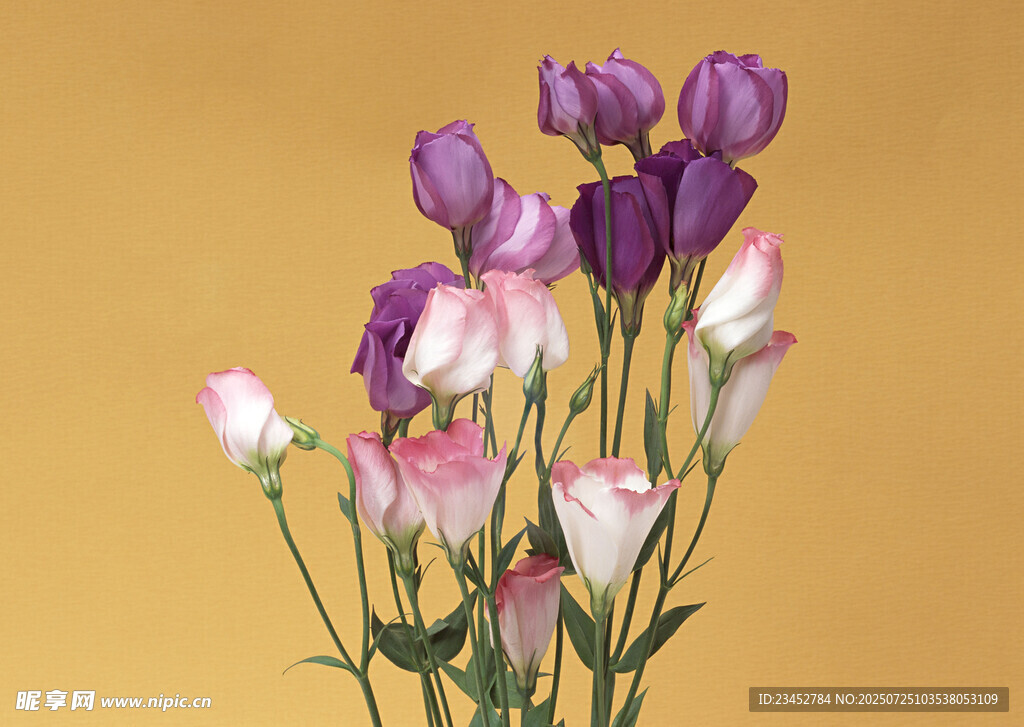 紫色粉色洋桔梗插花