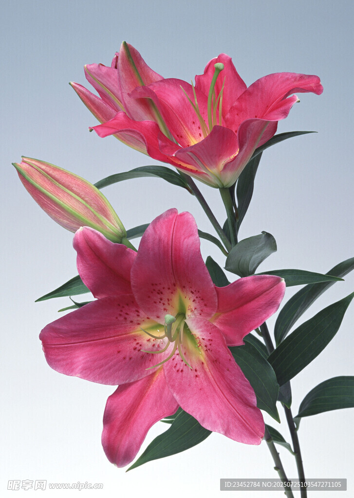 艳丽粉色百合花绽放