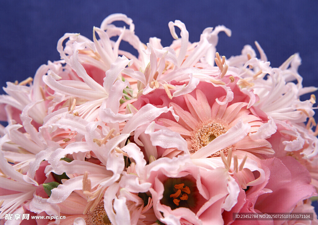 粉色柔美菊花绽放