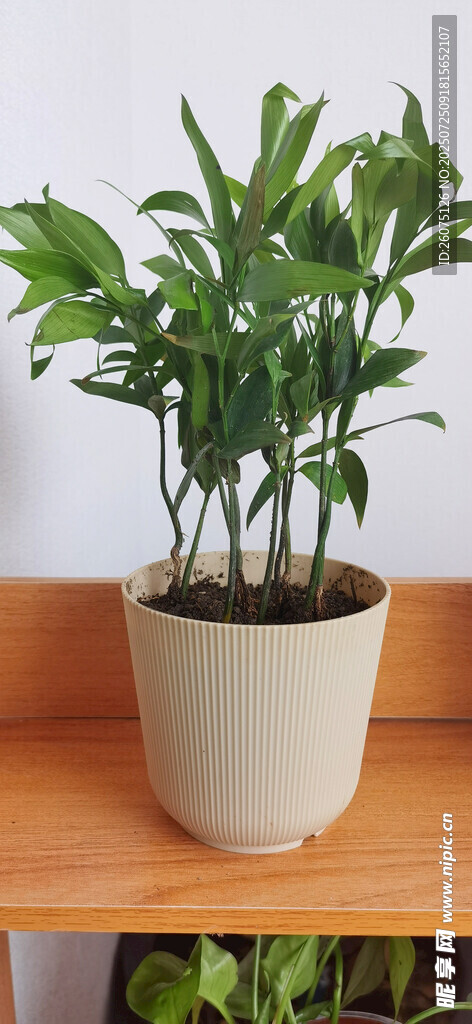 室内绿植盆栽