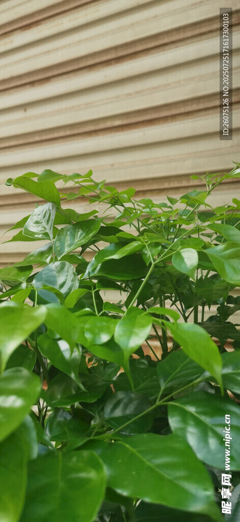 室内翠绿植物生机盎然