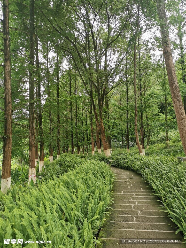 林间幽径 绿意盎然的自然景