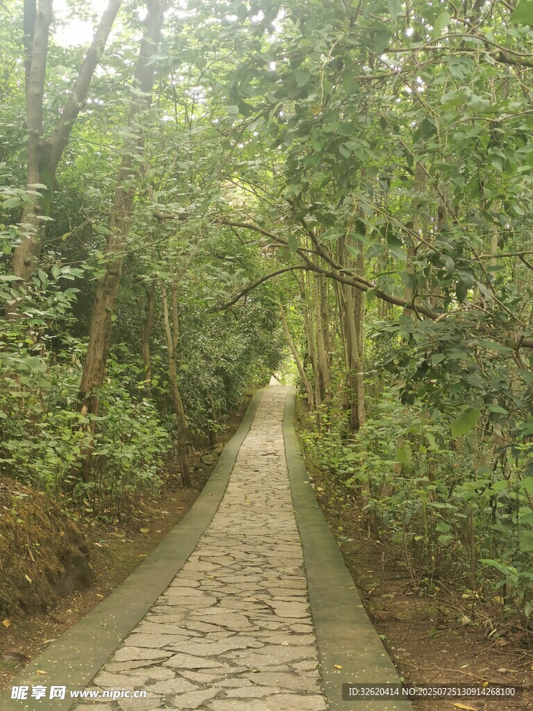 林间石板小径 清幽景致