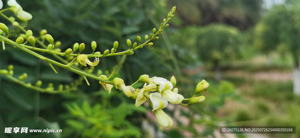 枝头绽放的清新白色小花