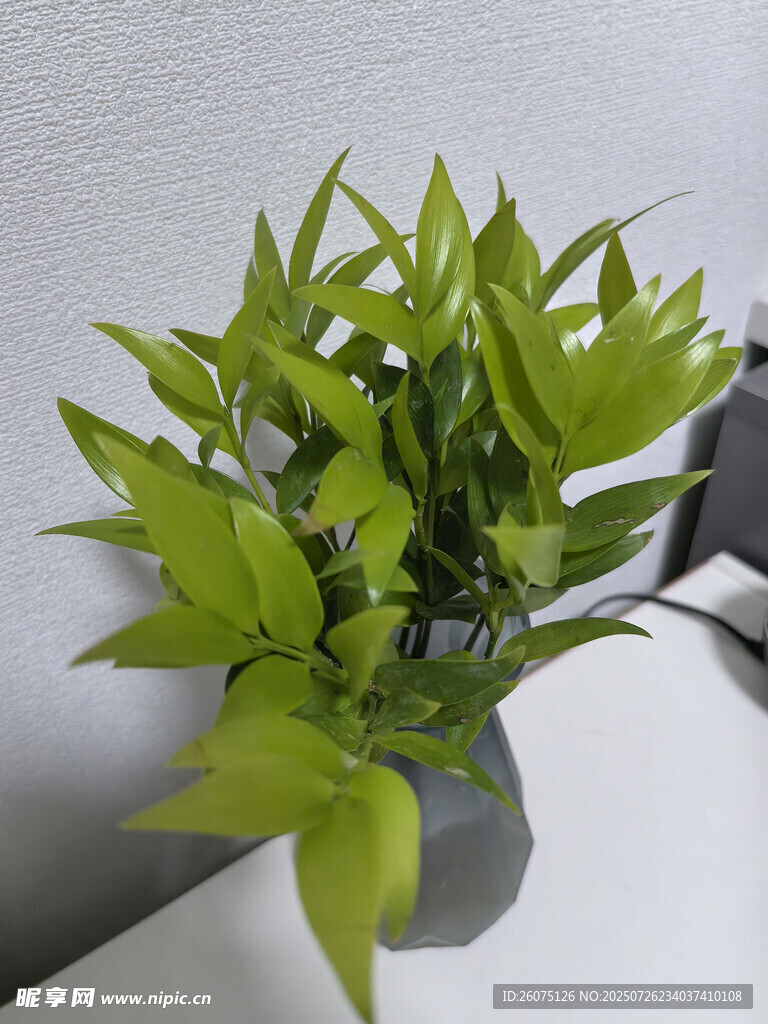 翠绿水培竹子