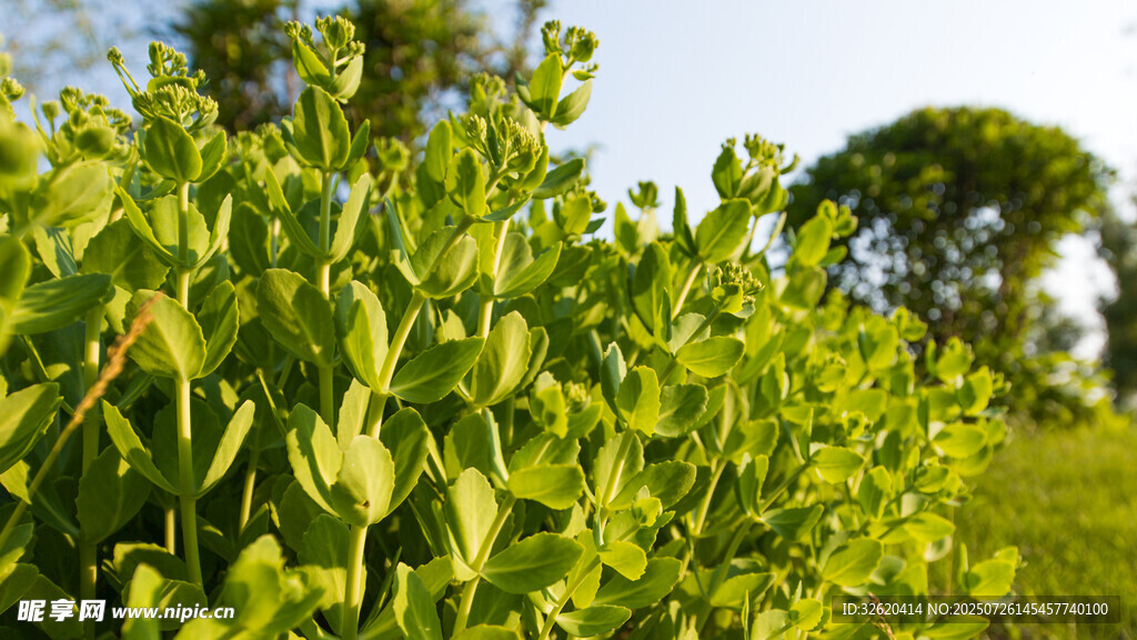 翠绿繁茂的野外绿植景观