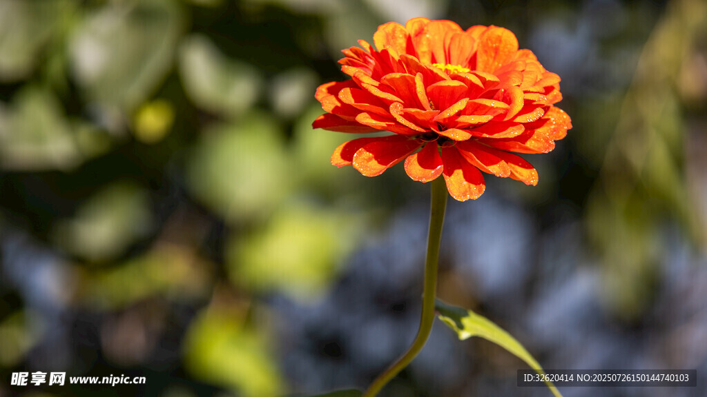 鲜艳橙花绽放