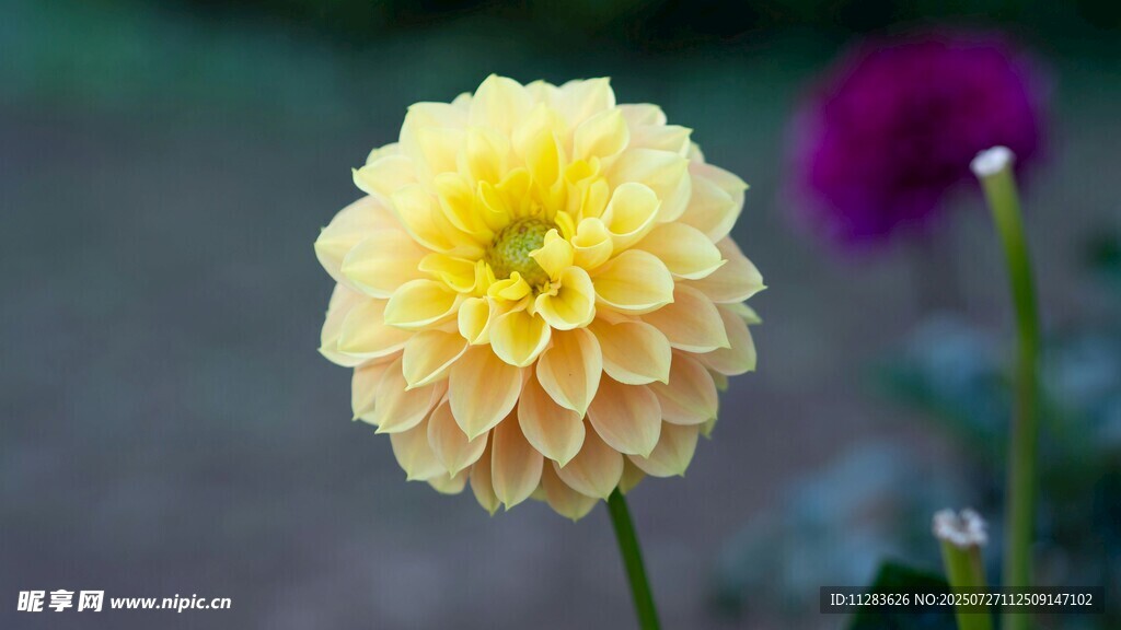 黄色大丽花特写