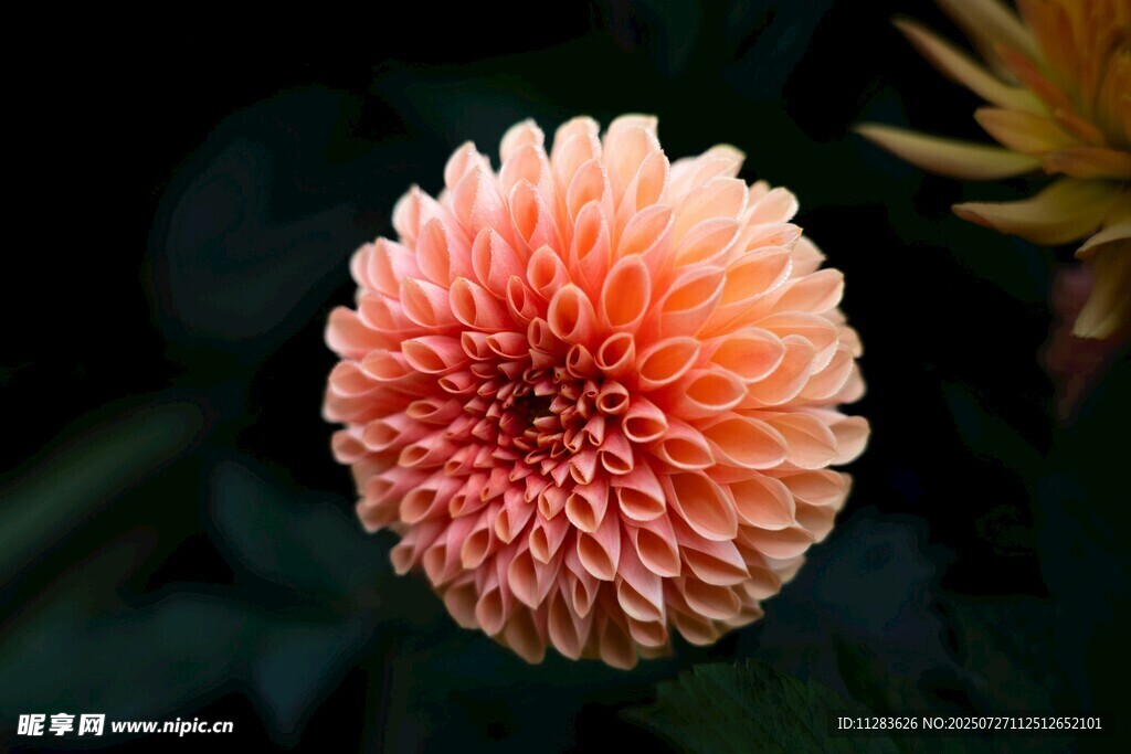 粉色大丽花特写