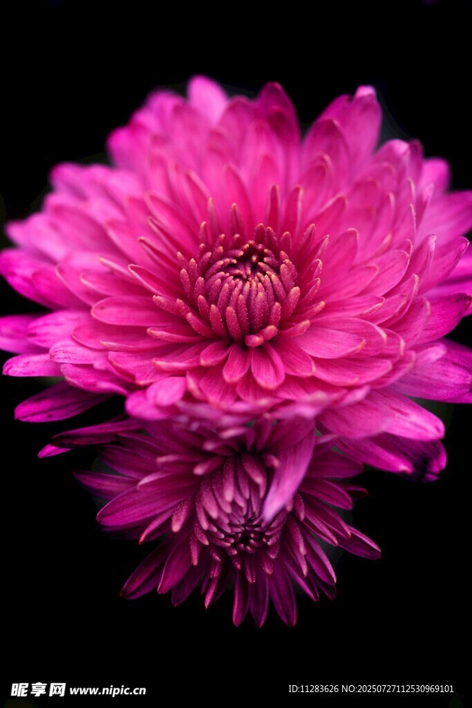 娇艳粉色菊花特写