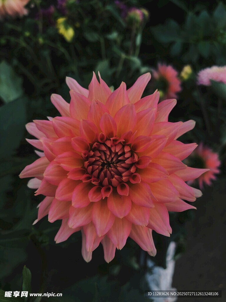 娇艳粉色大丽花特写