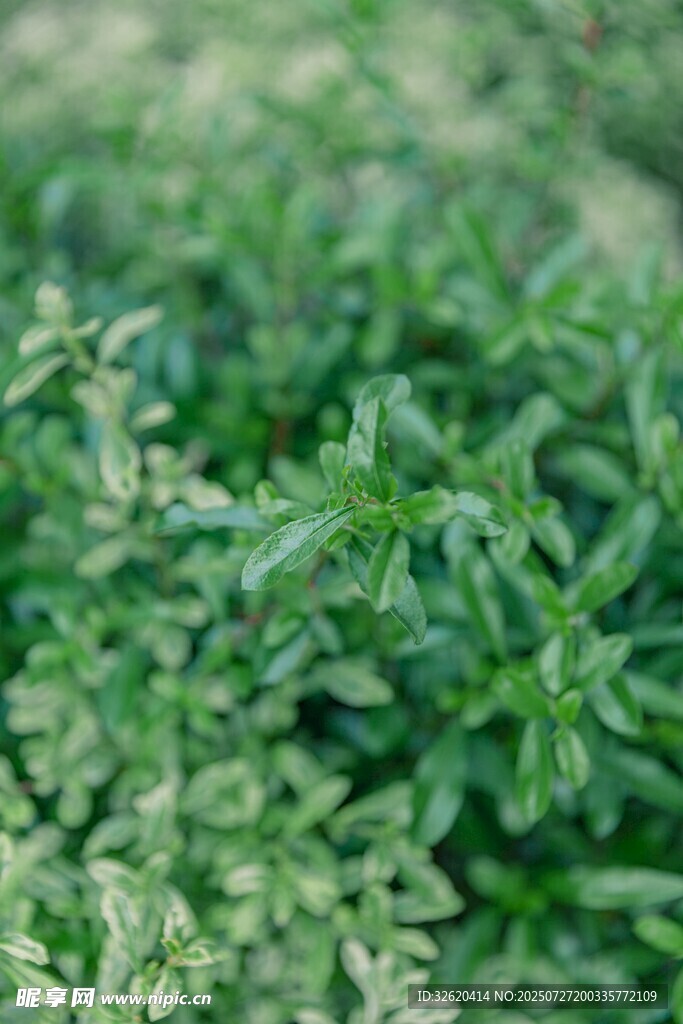 翠绿繁茂的清新植物
