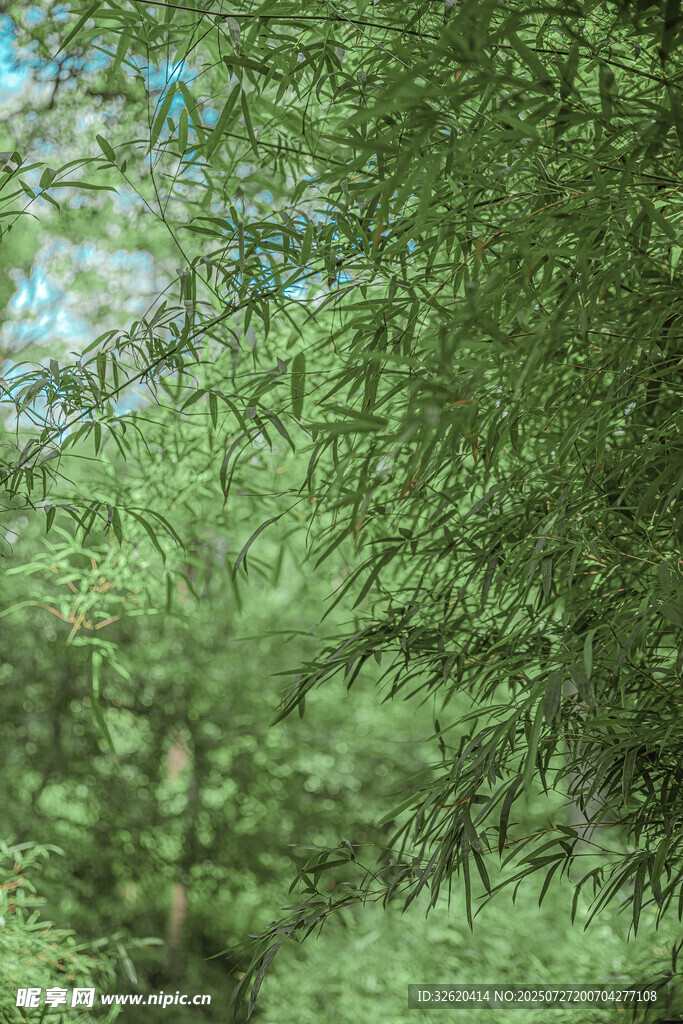 翠绿竹林 自然清新景致