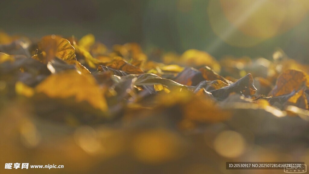 夕阳视频特写素材