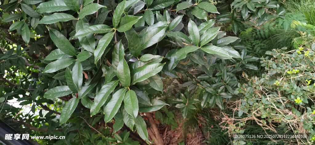 绿叶繁茂的树木景观