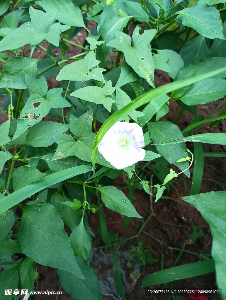 绿叶丛中的白色牵牛花