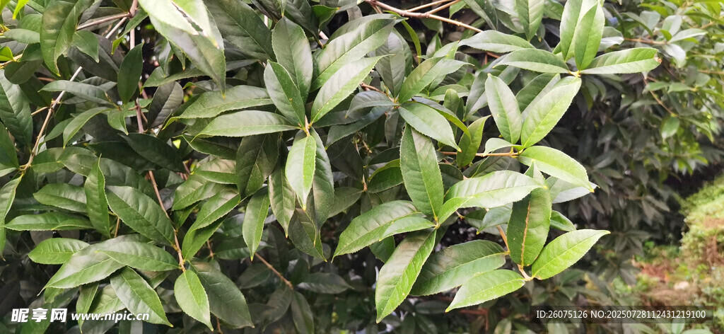 绿叶繁茂的植物景观