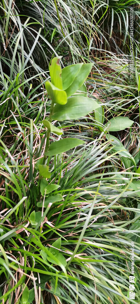 繁茂绿植景观