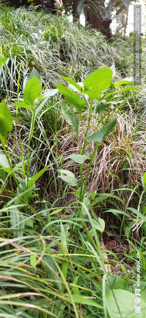 野外繁茂的绿色植物景观