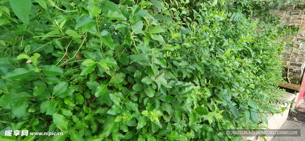 翠绿繁茂的植物景观