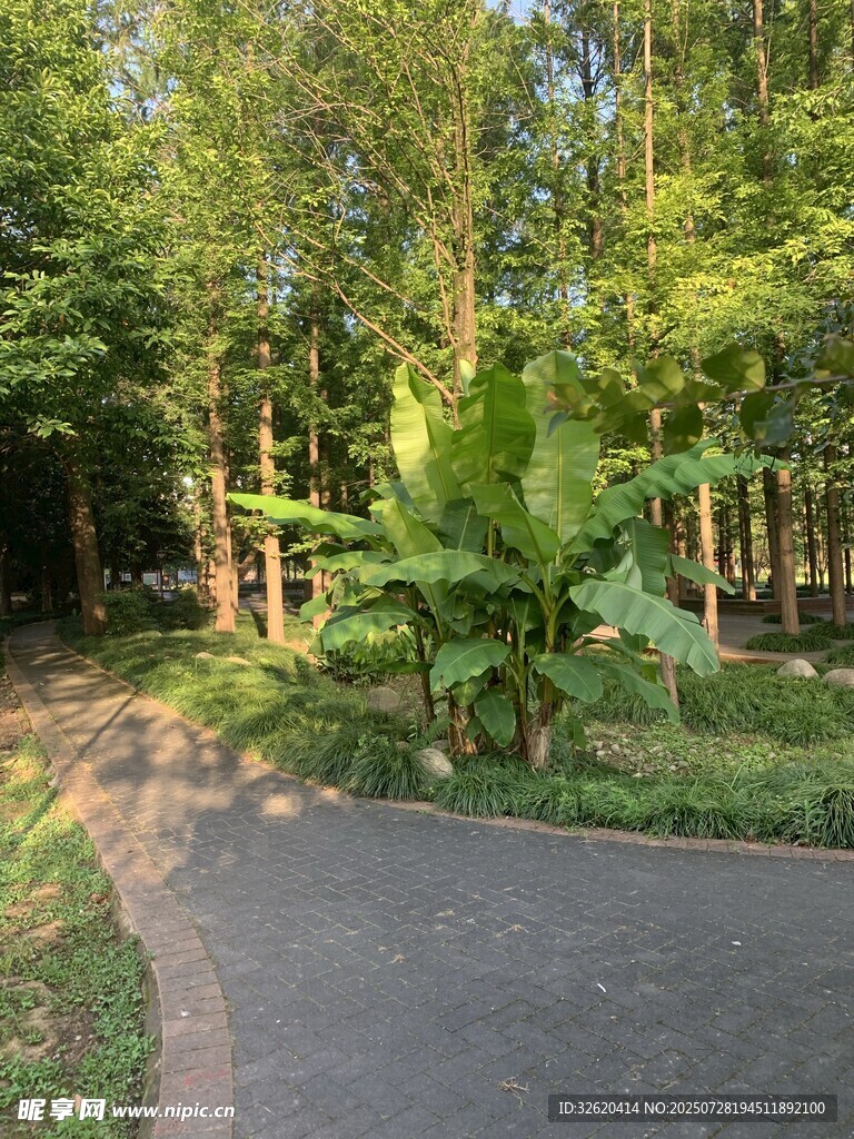 林间幽静小路
