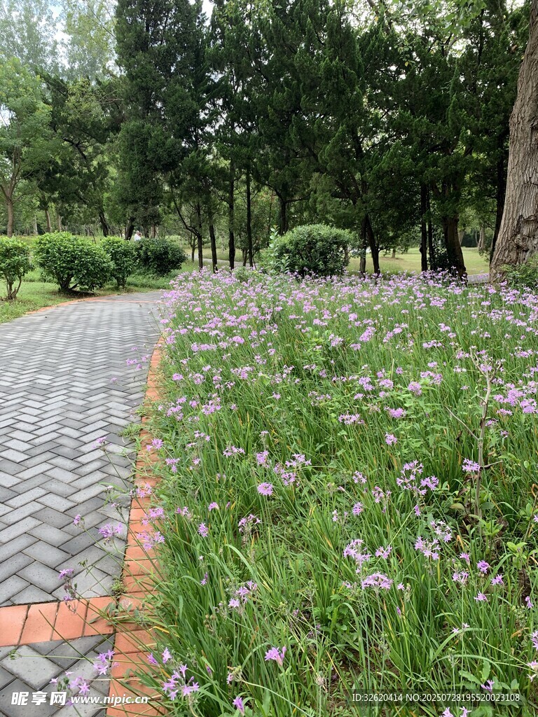 公园小径旁的繁茂花草