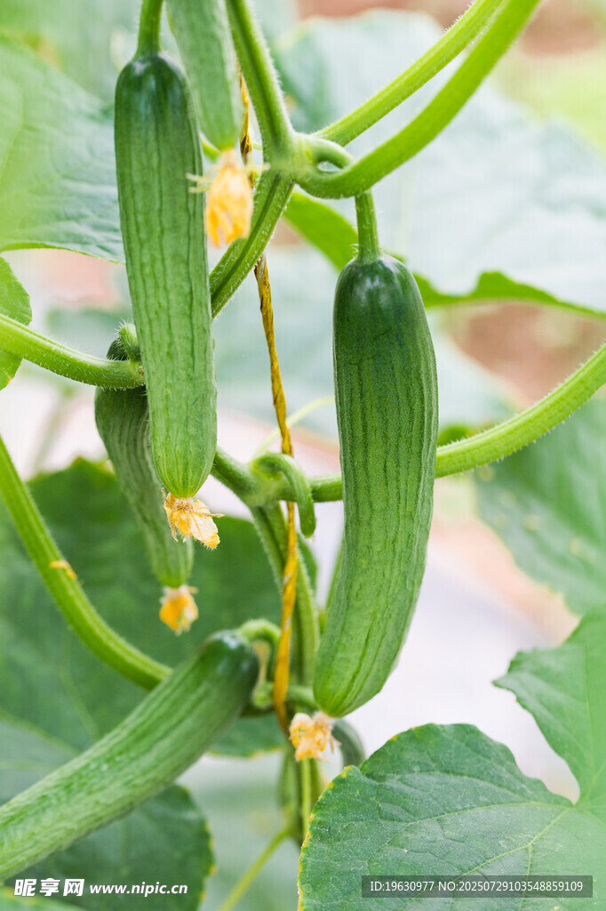 藤蔓上的鲜嫩丝瓜