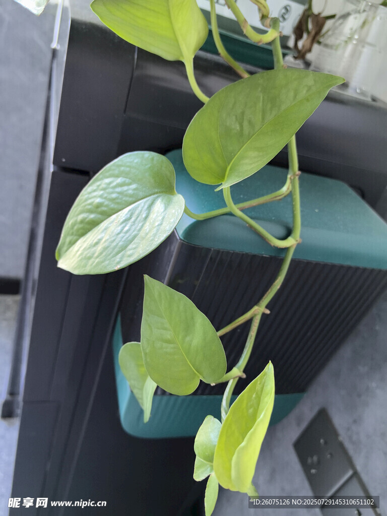 悬挂绿萝藤蔓
