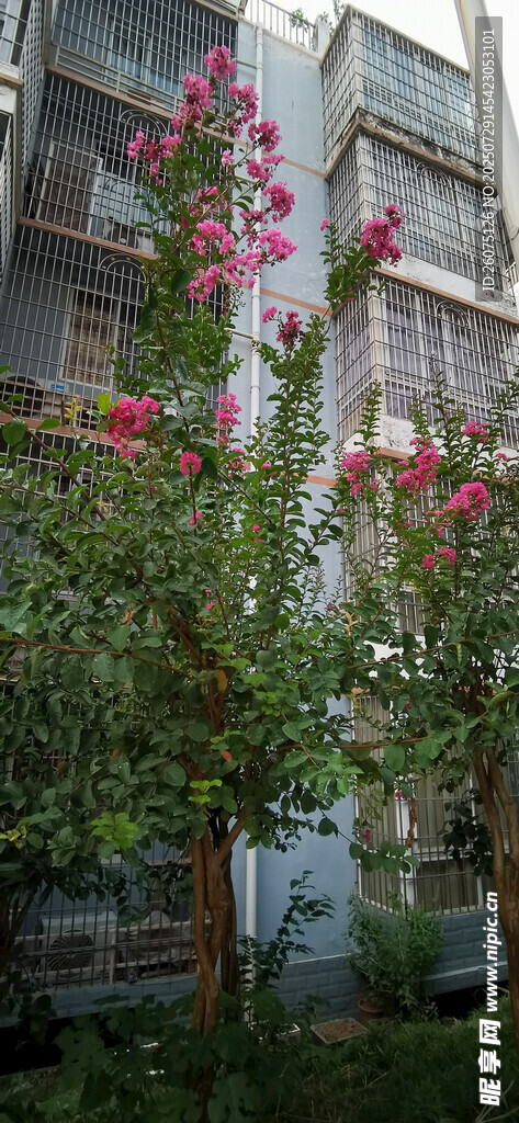 小区绽放的繁茂花卉