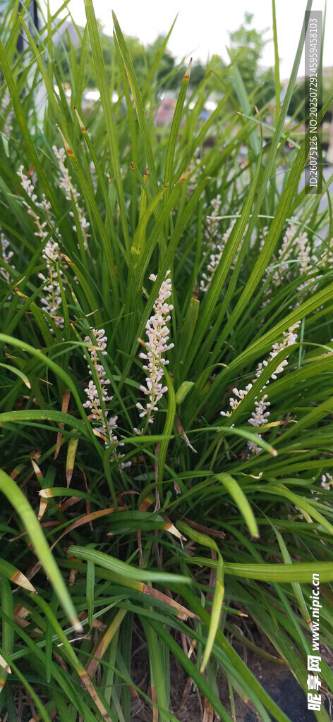 翠绿麦冬草景观