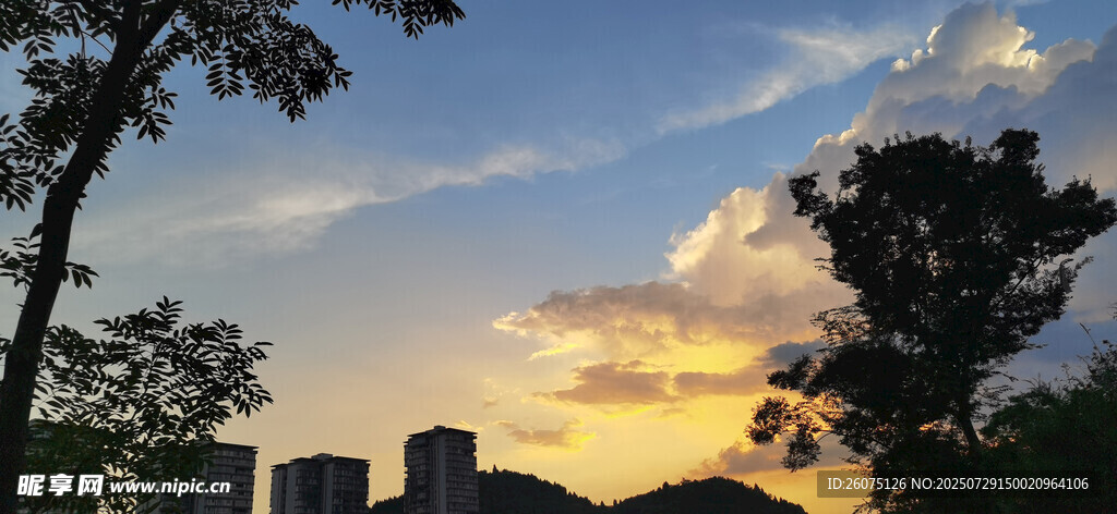 黄昏时分的城市树木景观