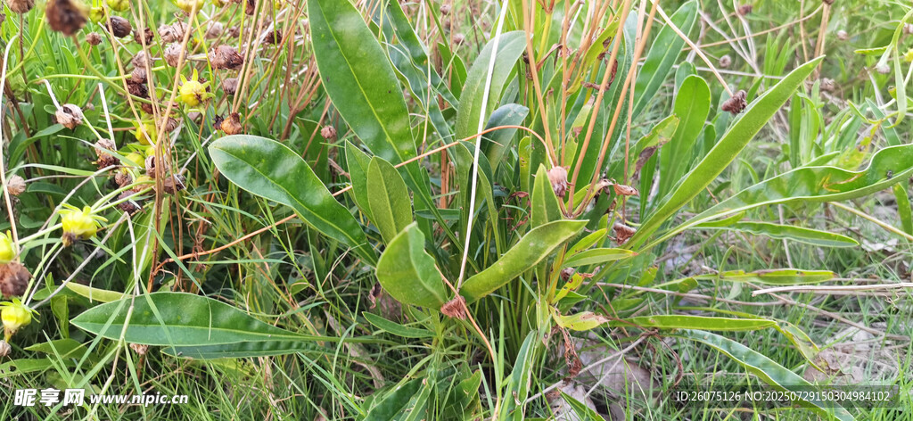 野外绿色杂草植物景观
