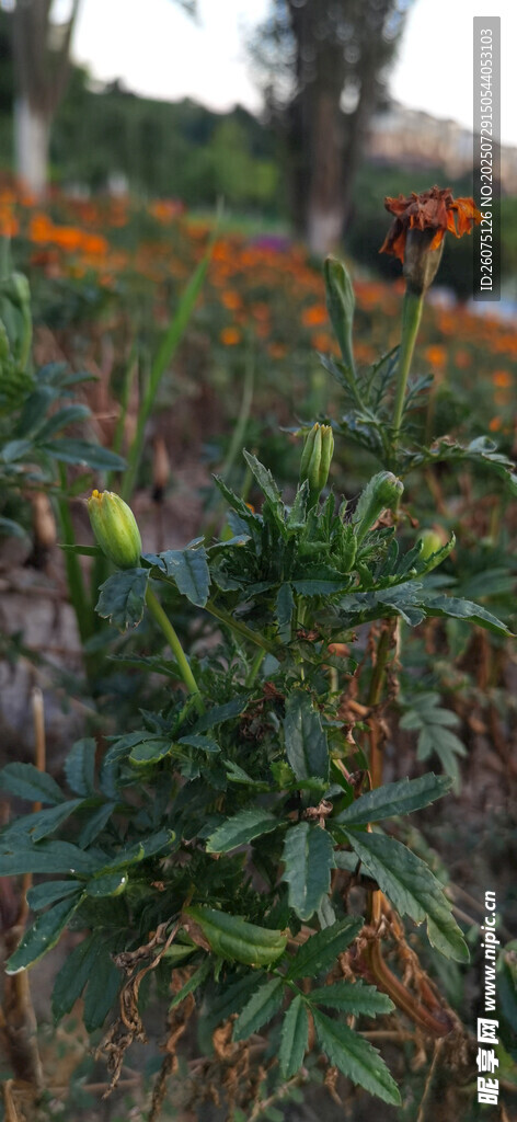 万寿菊植株