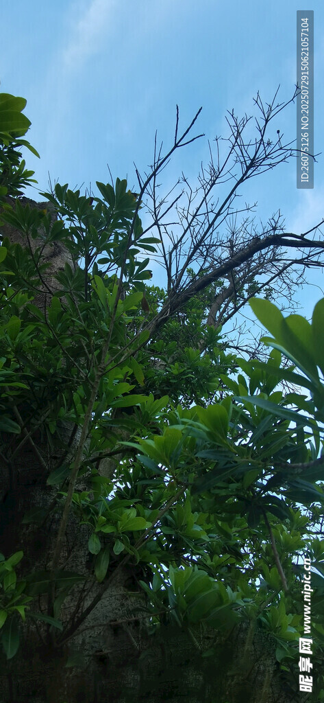 繁茂绿植间的蓝天一角