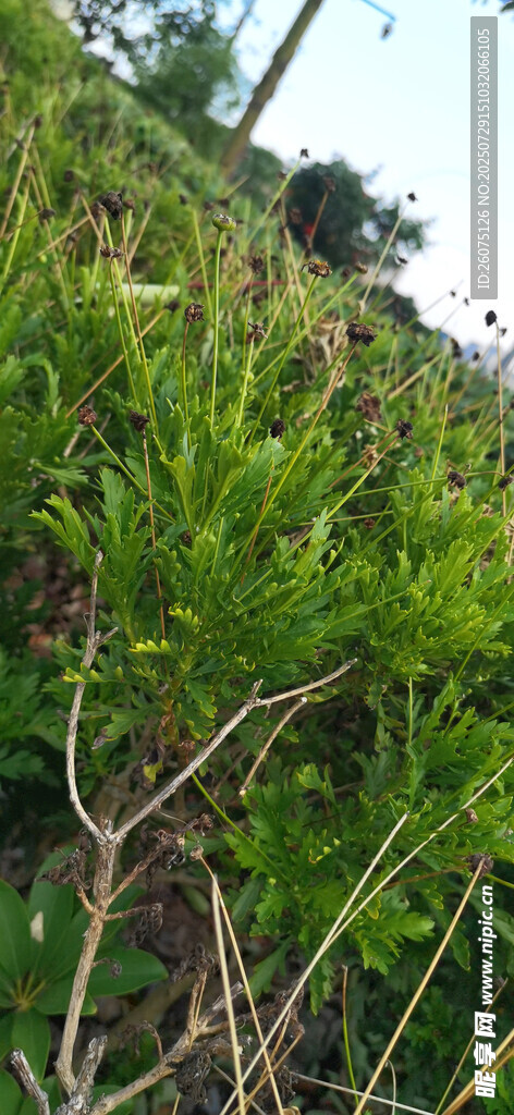 翠绿植物特写