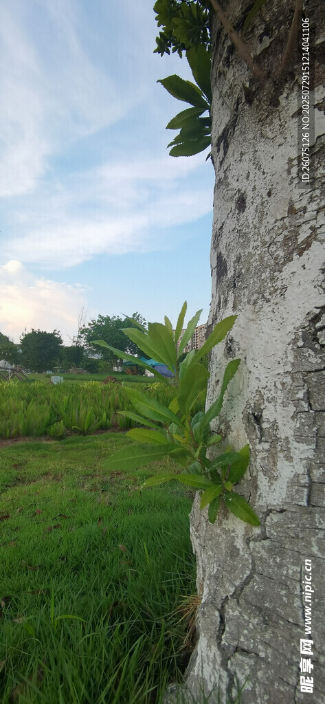 树干与远景草坪