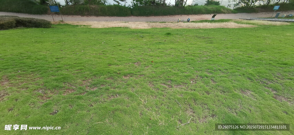 广阔绿草地风景