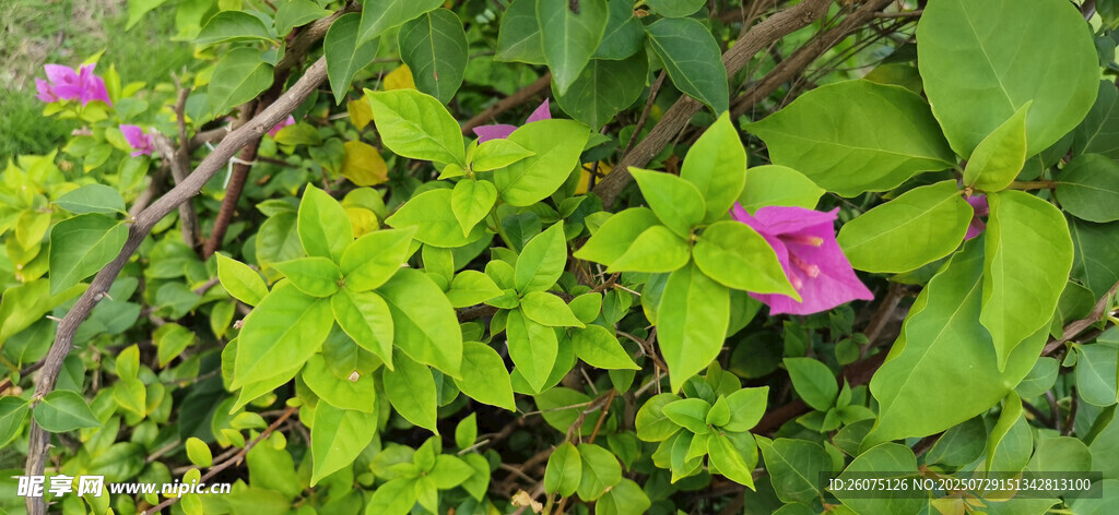 绿叶丛中的娇艳紫花