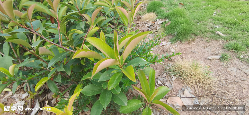 绿叶植物特写