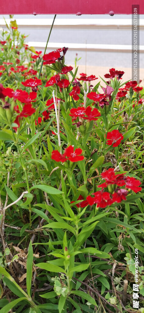 鲜艳红花绽放于绿叶间