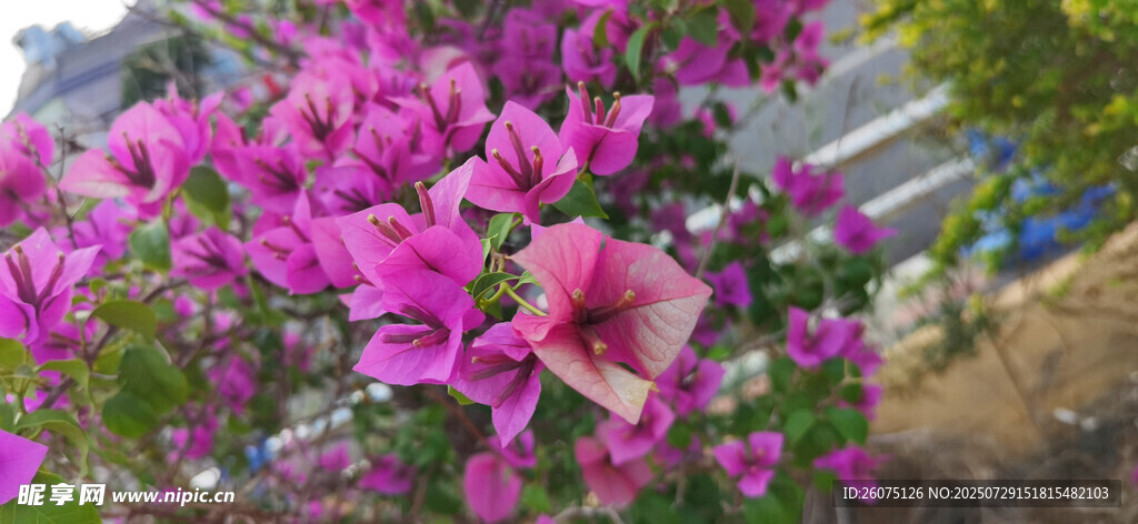 娇艳绽放的紫色三角梅花卉