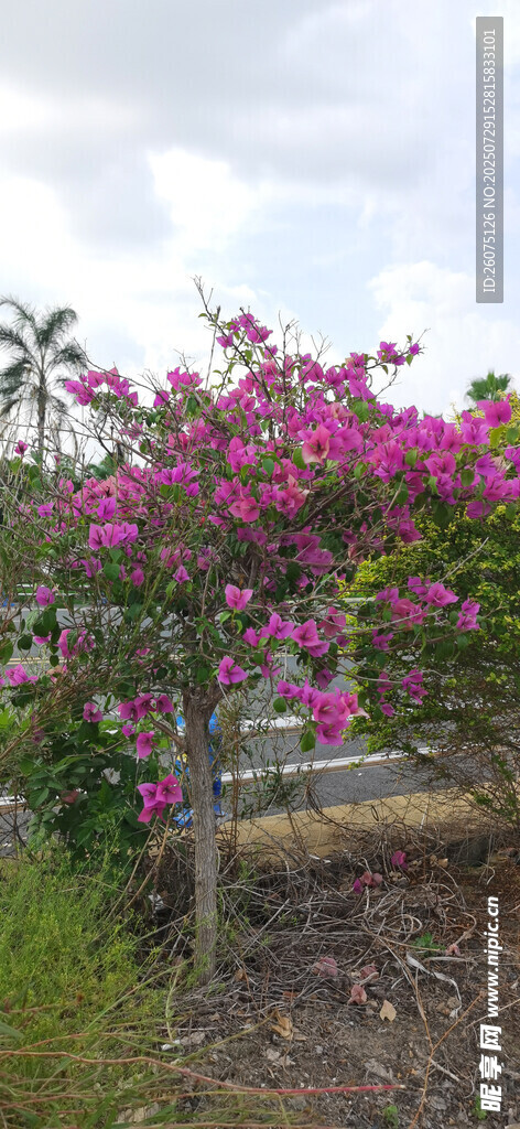盛开的粉色花卉景观