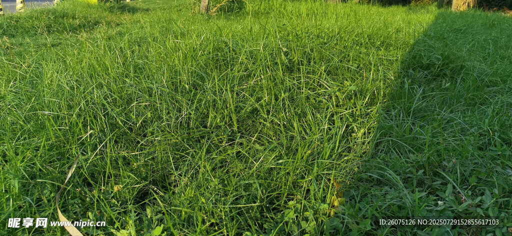 翠绿草地