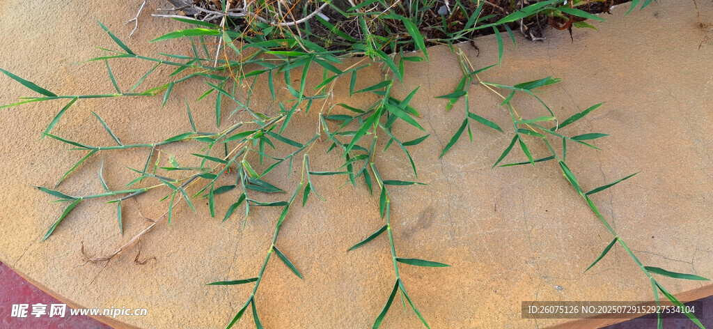 嫩绿藤蔓蔓延于地面