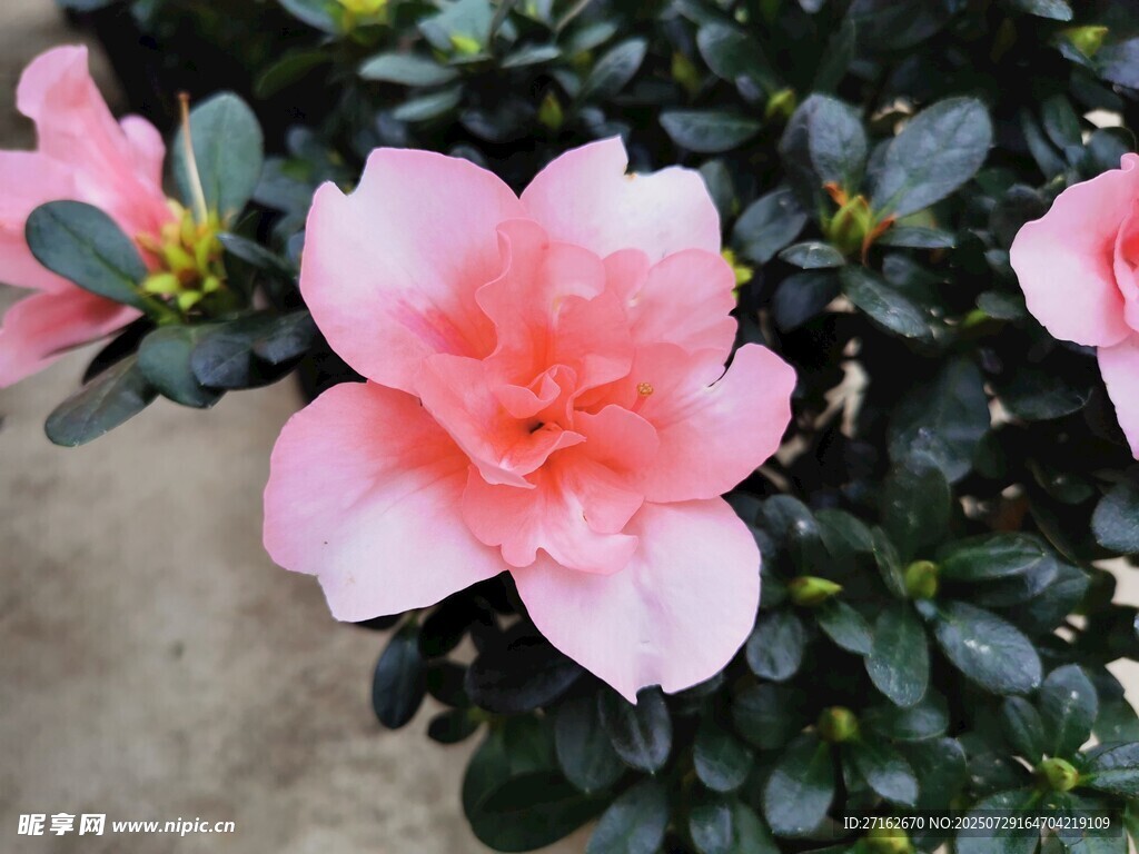 杜鹃花